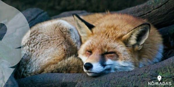 ¿Por qué es tan particular y llamativa la flora y fauna de Australia?