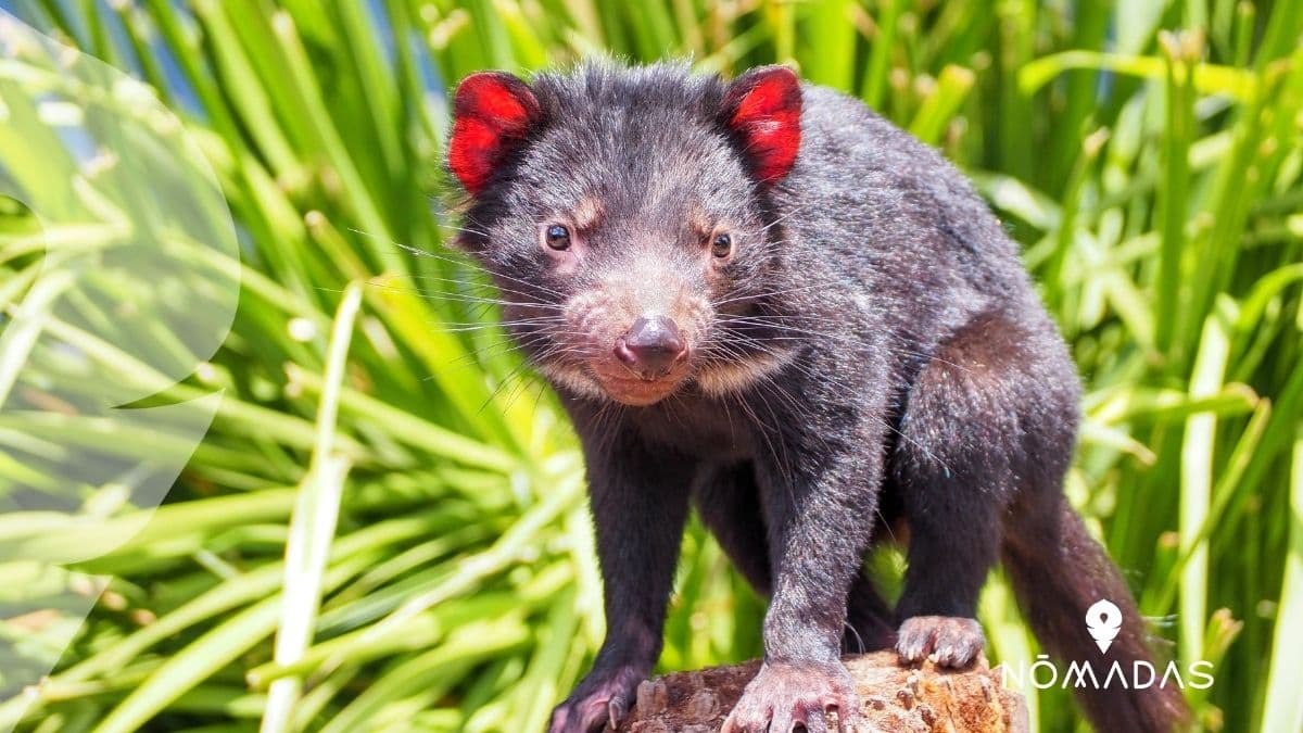 Demonio de Tasmania