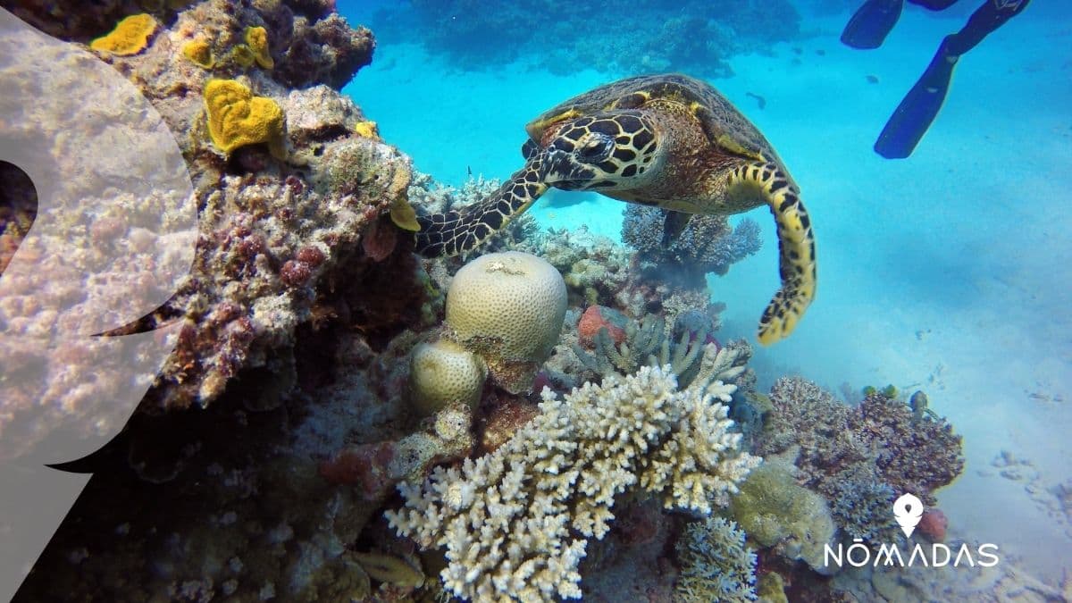Gran Barrera de Coral de Australia