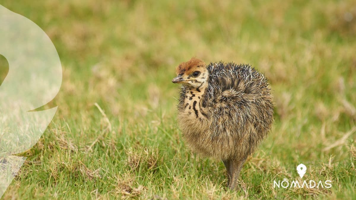 kiwi Nueva Zelanda