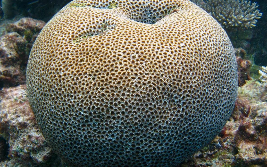 Great Barrier Reef