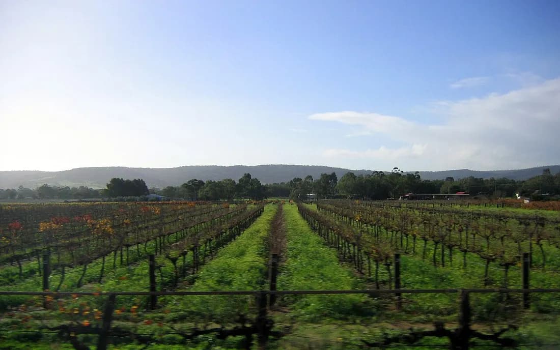 Viñedos en Swan Valley