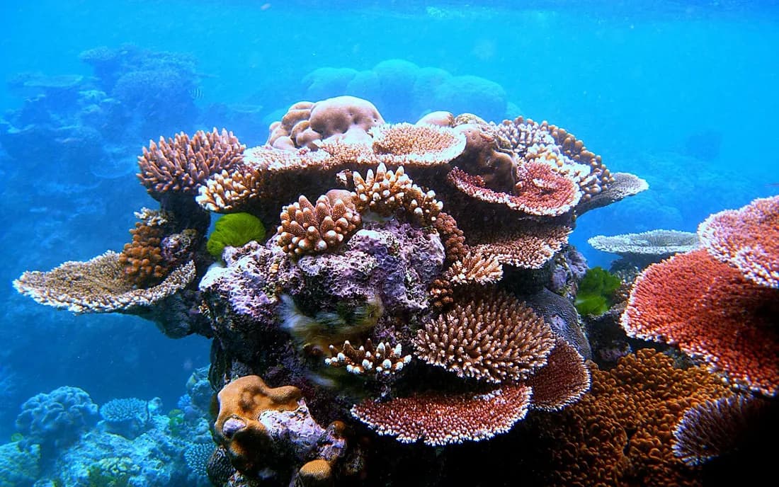 Corales de Flynn Reef en la Gran Barrera de Coral, cerca de Cairns