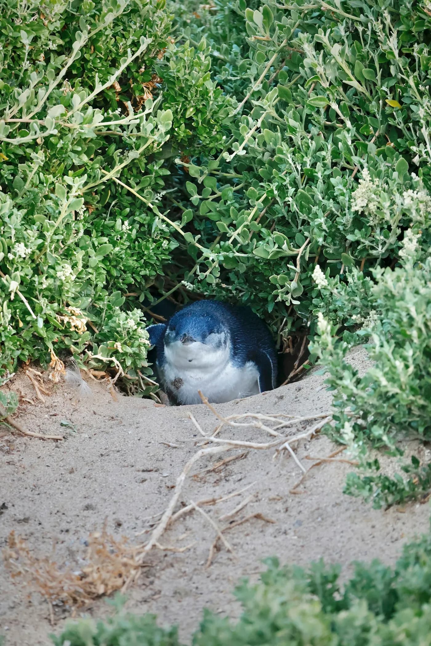Desfilada de pingüins de Phillip Island