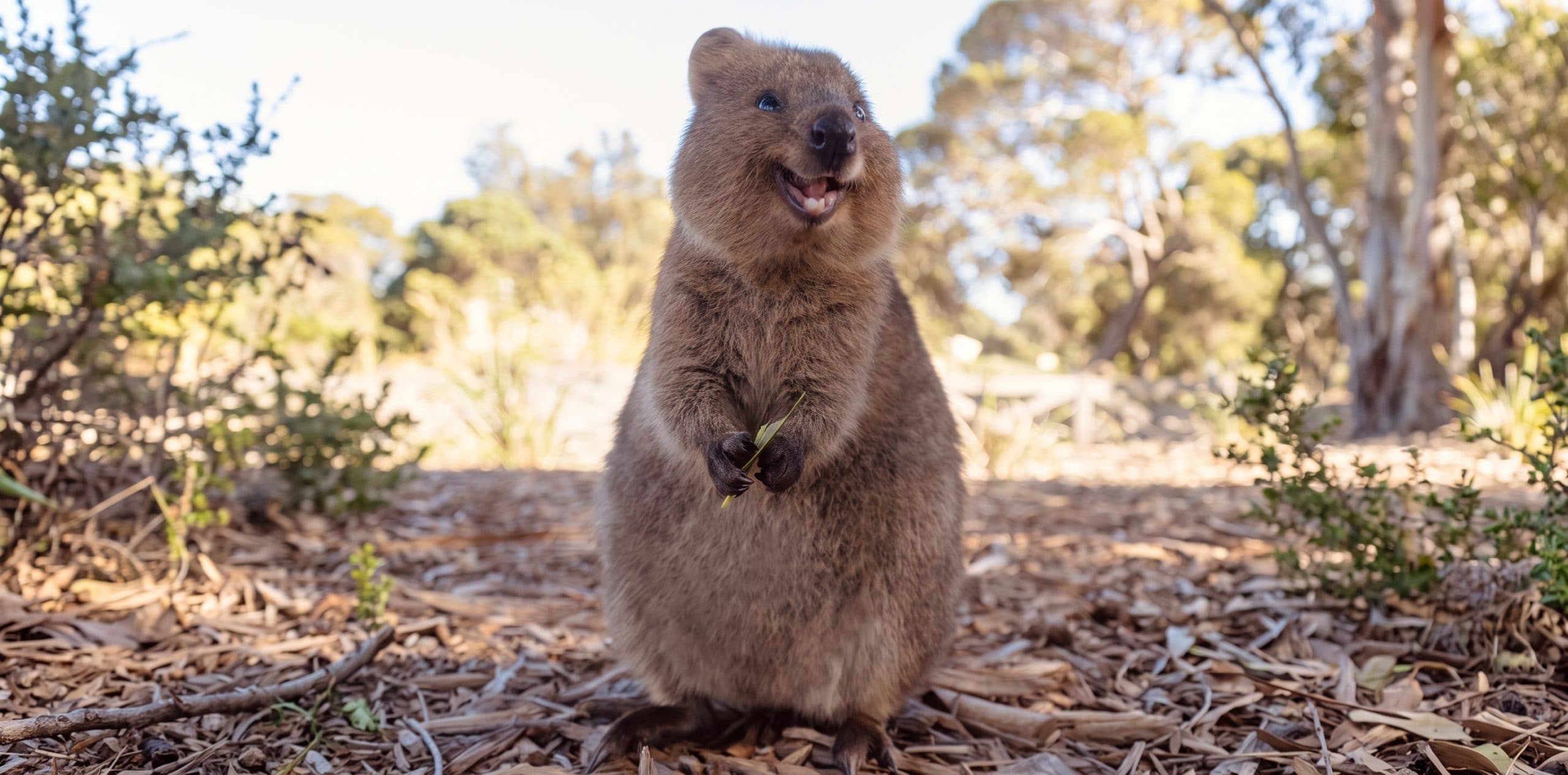 Cosas excéntricas de Australia que no encontrarás en otro lugar