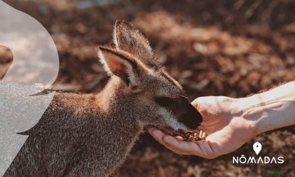 ¿Qué debo hacer para emigrar a Australia? – ¡Empieza tu aventura nómada!