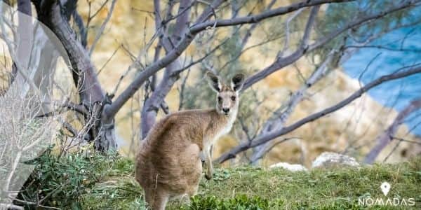 ¿Cuál es la fauna más representativa de Australia?
