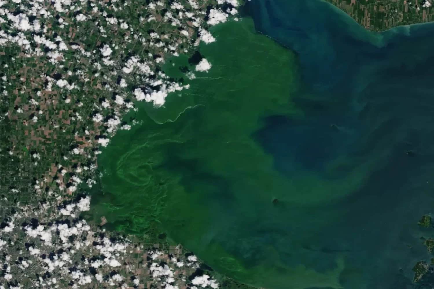 Mancha verde en las islas Chatham: qué es la floración de fitoplancton que se vio desde el espacio