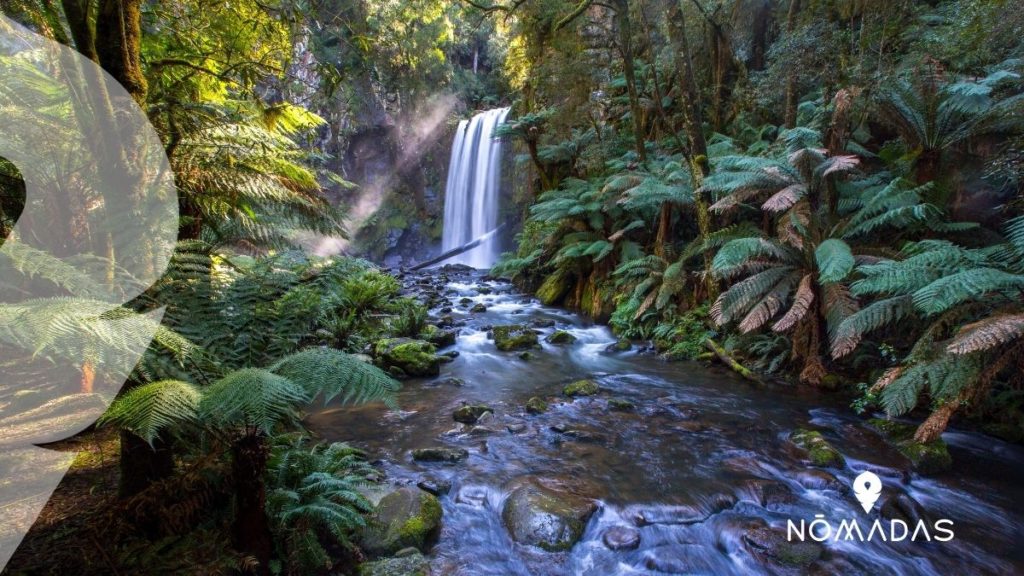 ¿Qué tipo de flora abunda en Australia?