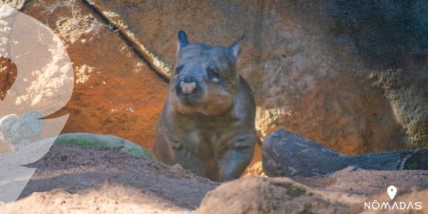 ¿Dónde puedo ver al wombat australiano?