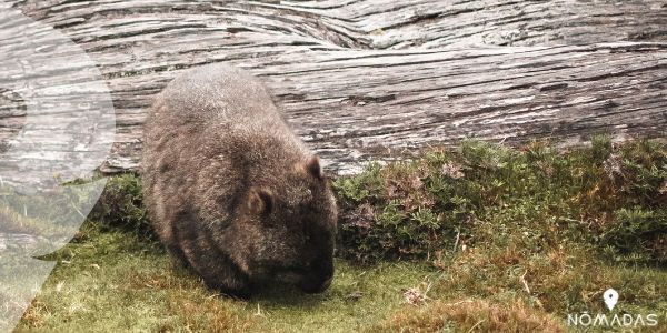 Curiosidades sobre el wombat australiano