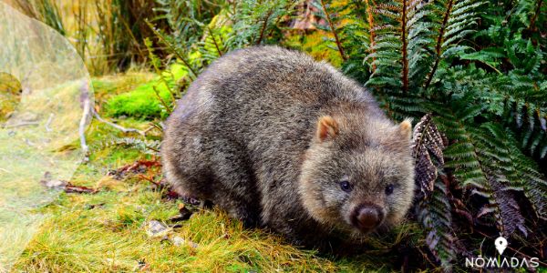 ¿Qué son los wombat? 