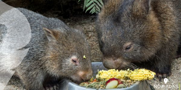 ¿De dónde viene el wombat australiano? 