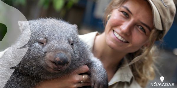 Características del wombat australiano 